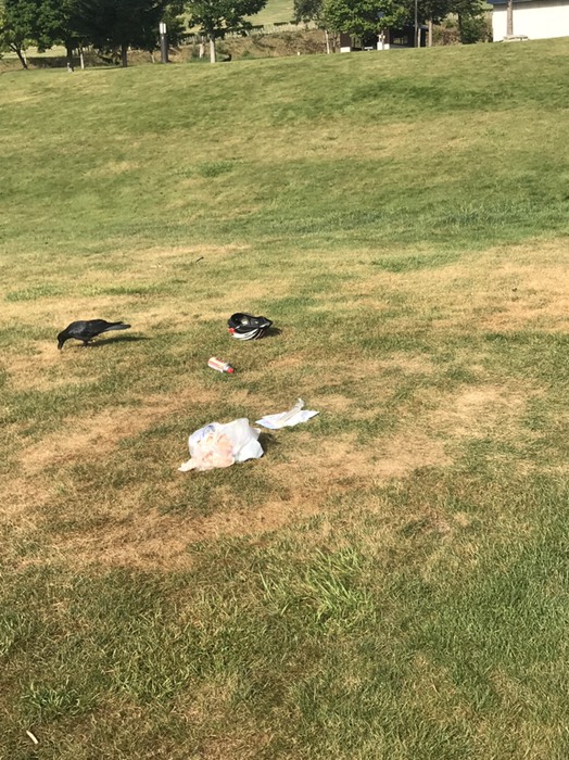 テントを片付けてきたいたらカラスがやって来た