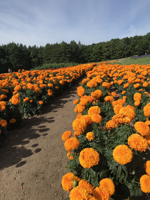 フラワーガーデン4