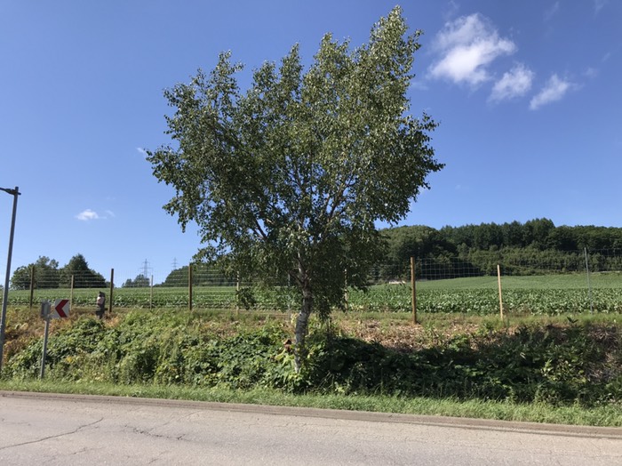 芋畑に交通安全の地蔵