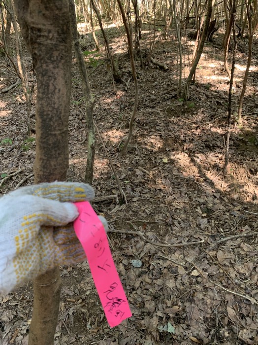 ここより上　急傾斜