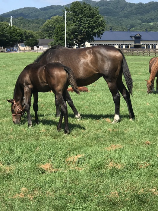 サラブレッド親子