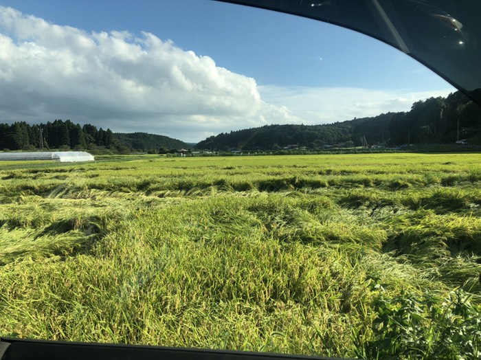 小川沿い桜並木