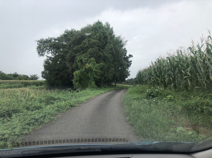 春は桜が咲き背景に那須連山