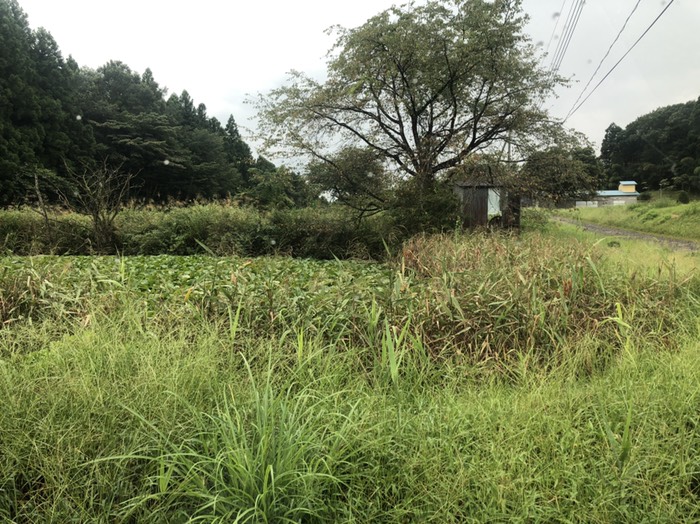 桜の木と水蓮の池