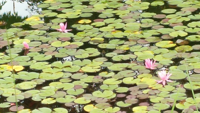 睡蓮