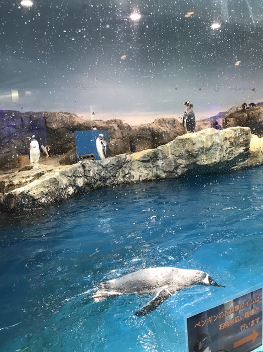 ペンギン水族館1
