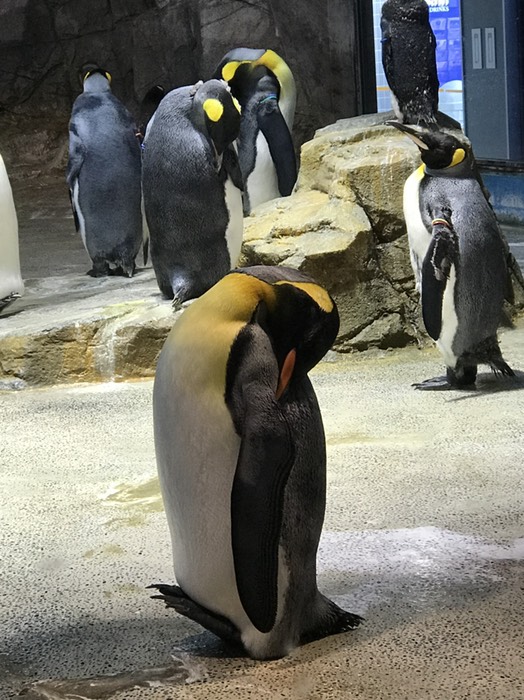 ペンギン水族館2