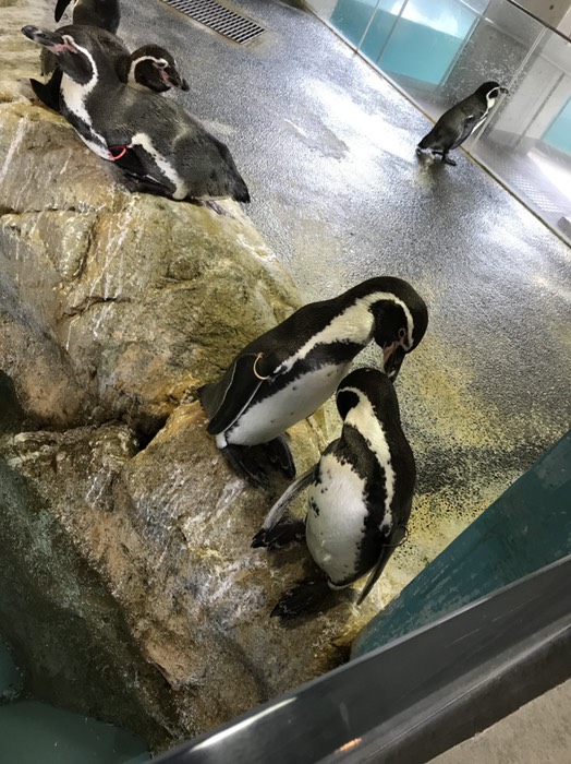 ペンギン　毛繕い