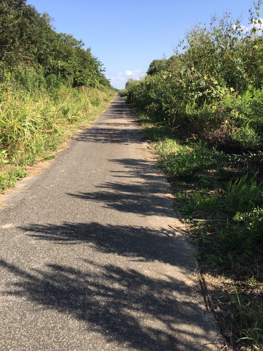 山の中みたいな河川敷