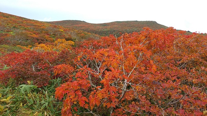 登山道より紅葉
