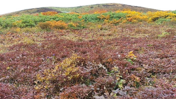 ムーミン谷 ちんぐるま