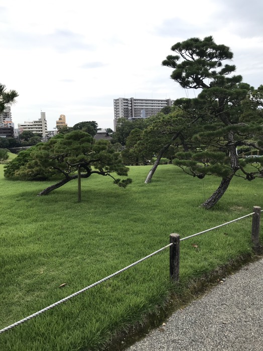 水前寺公園　松