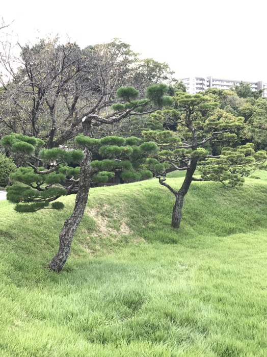 水前寺公園　松2