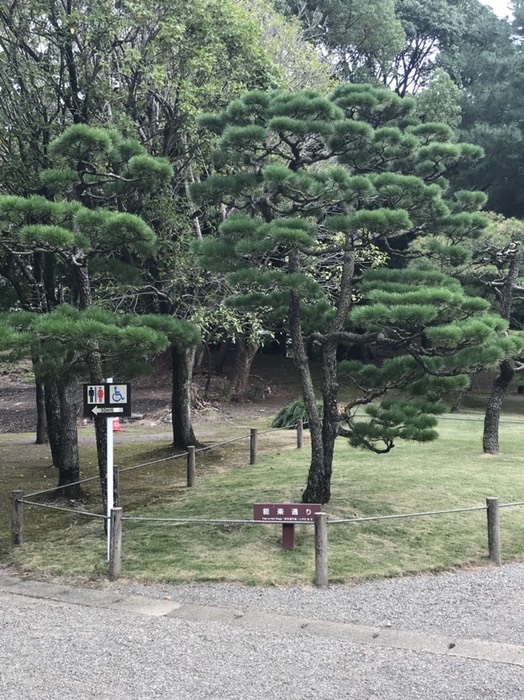 水前寺公園　松3