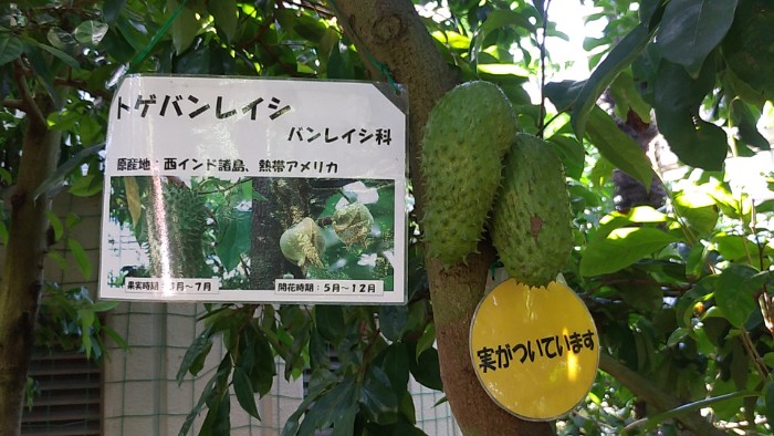 トゲバンレイシの