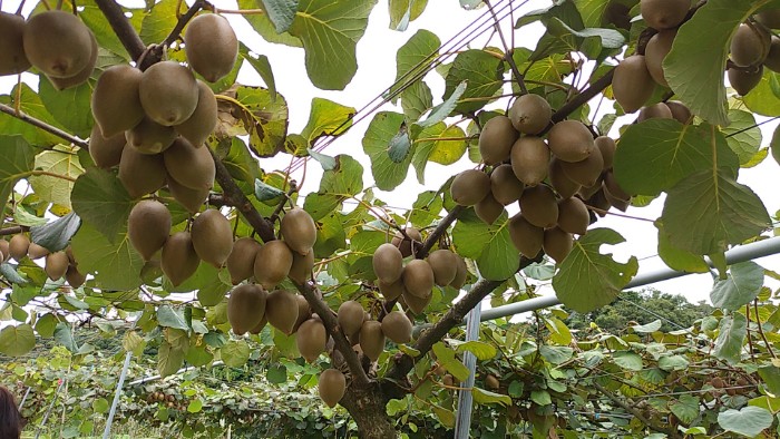 キィウィフルーツカントリーJAPAN