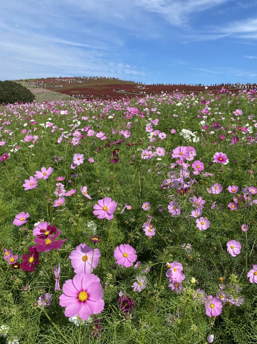 コスモス畑②