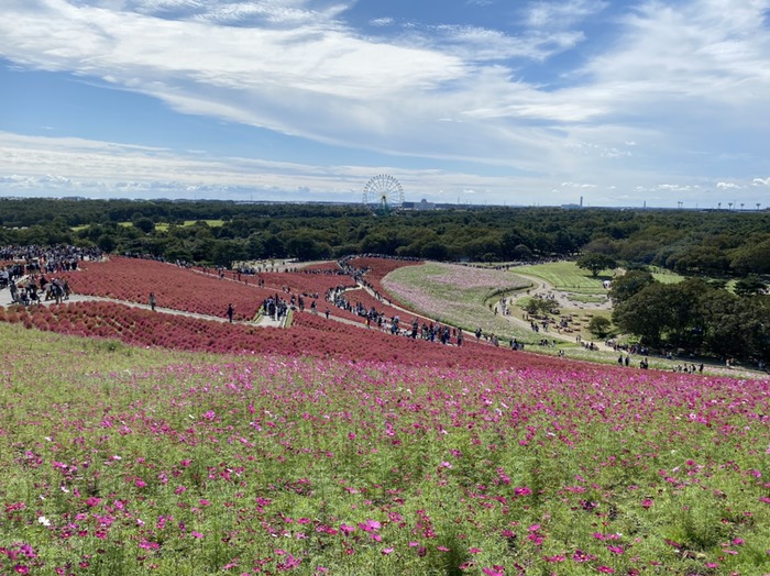 みはらしの丘①