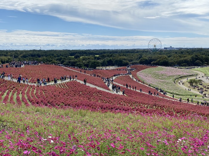 みはらしの丘②