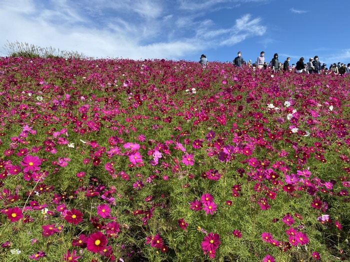コスモス畑③