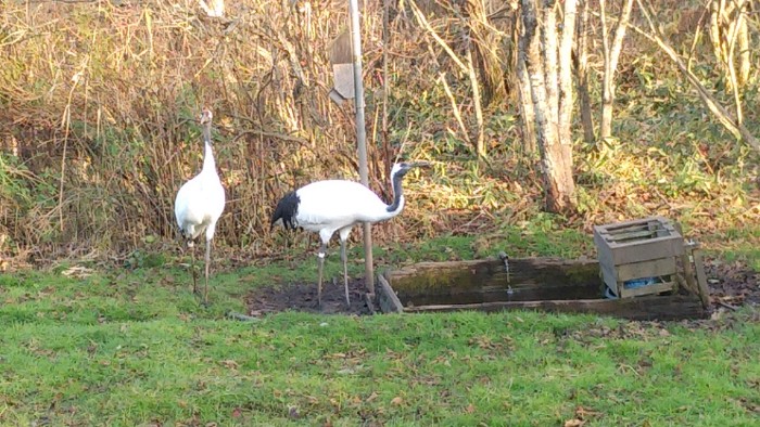 丹頂鶴自然公園