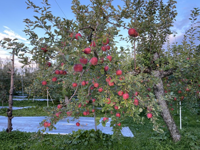 りんご農園①