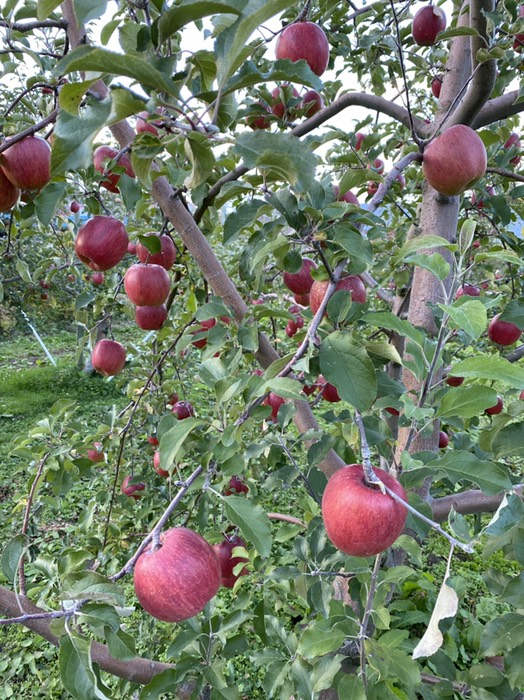 りんご農園②