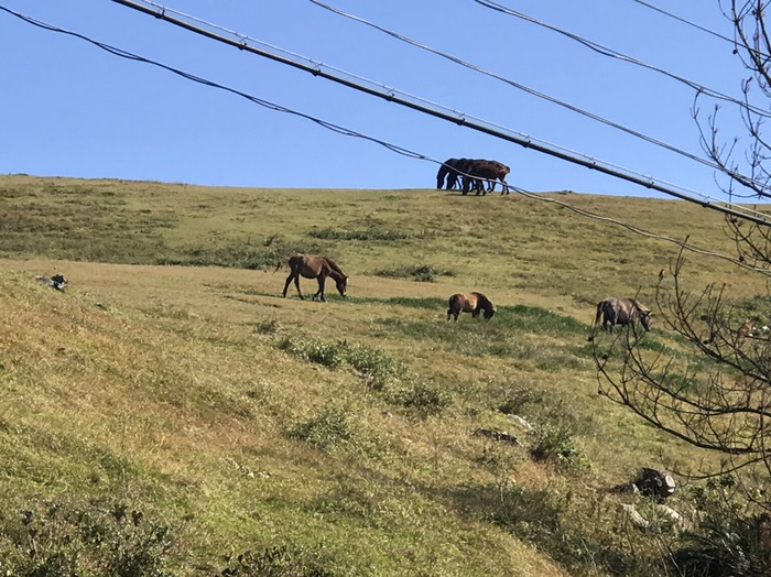 野生の馬がいっぱい