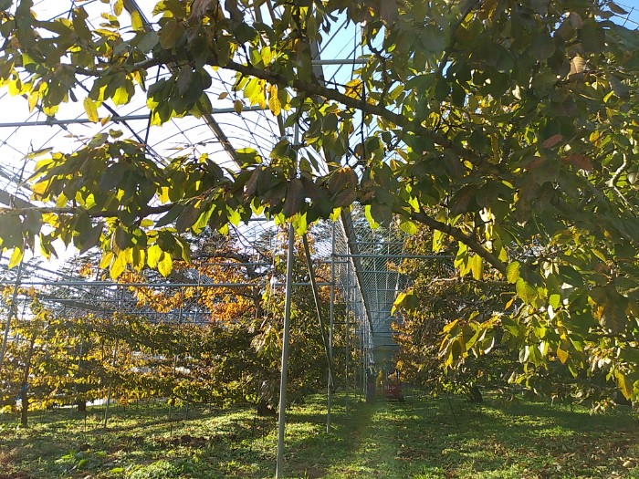 岩原果樹園 サクランボハウス