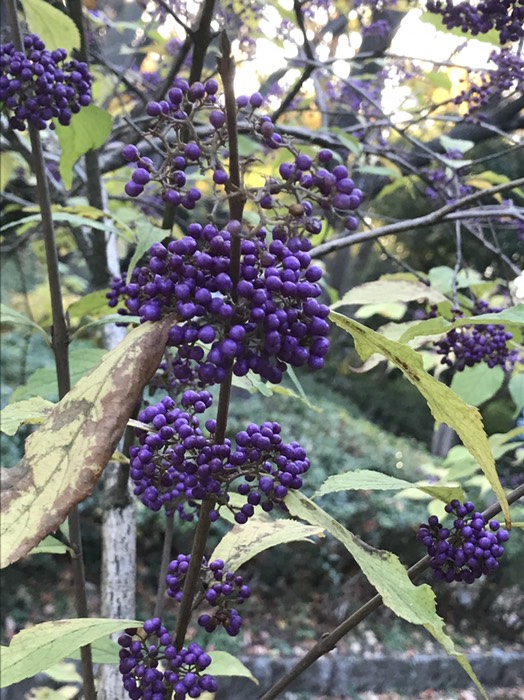 ムラサキシキブ