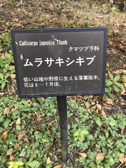 ちなみに花言葉は…