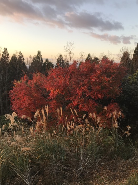 紅葉