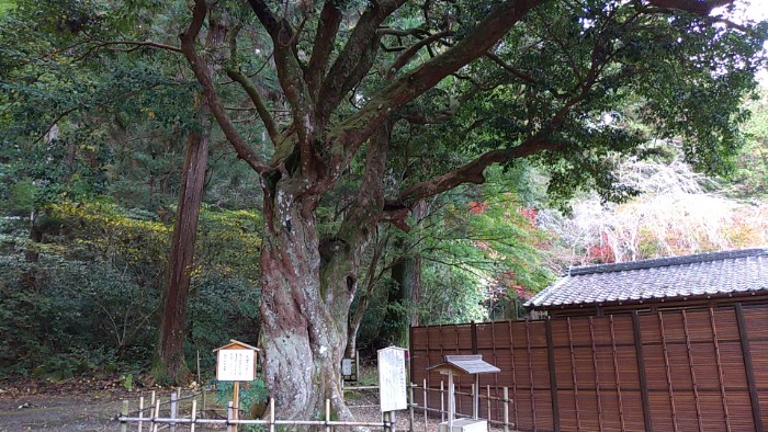 縁結びの御神木