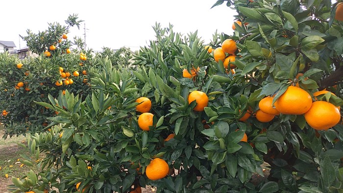 みかん狩り