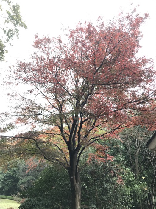 東高根森林公園
