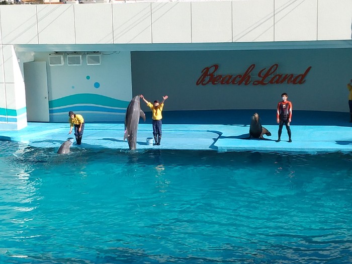 イルカとアシカのショー