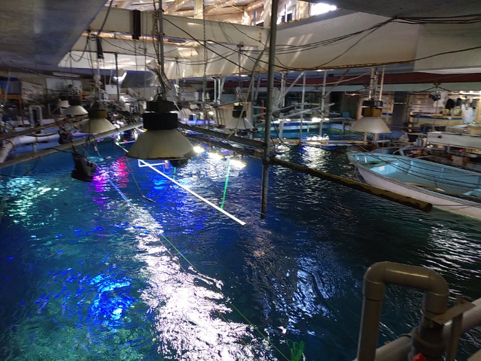 水槽を上から バックヤード見学