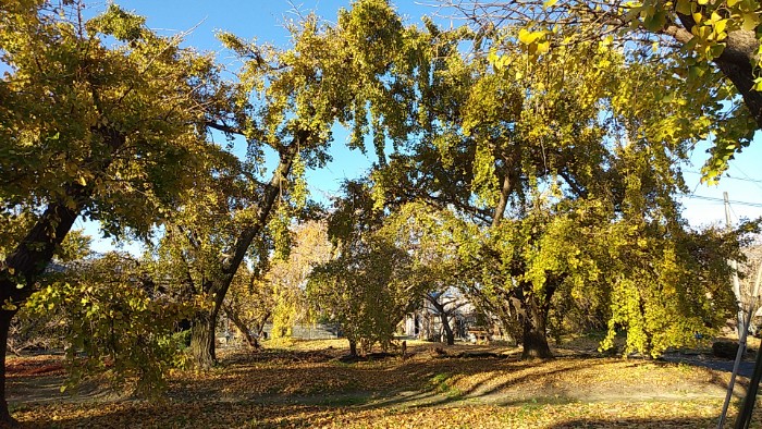 祖父江 イチョウ