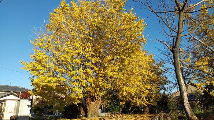 祖父江 イチョウ