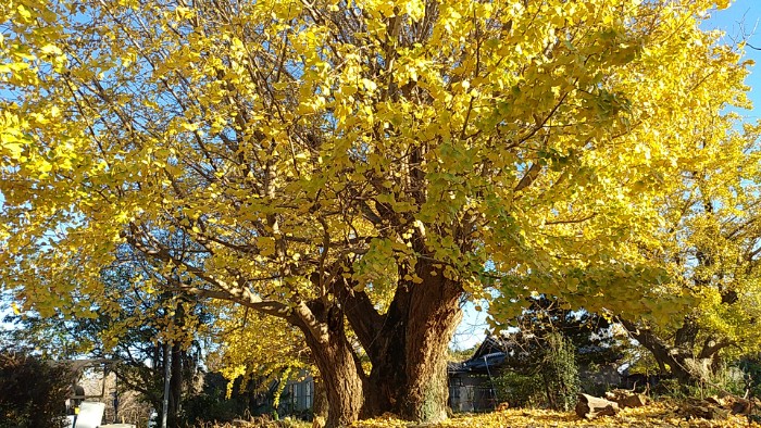 祖父江 イチョウ