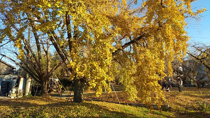 祖父江 イチョウ