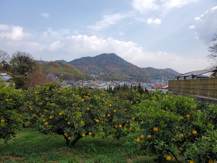 因島の蜜柑畑