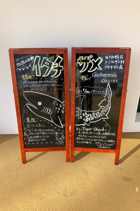 イタチザメ！？