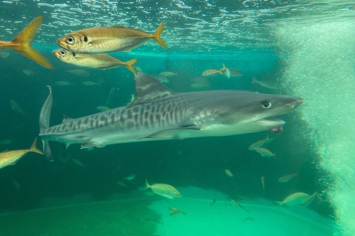 おぉ！！泳いどる！！！