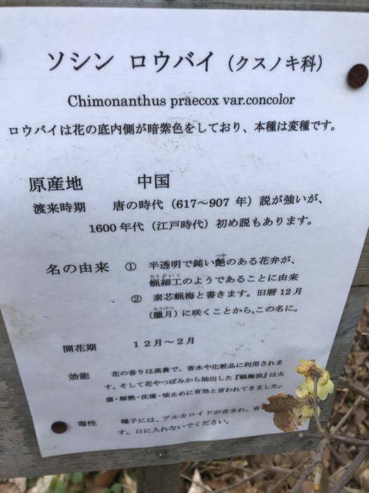 ソシンロウバイ