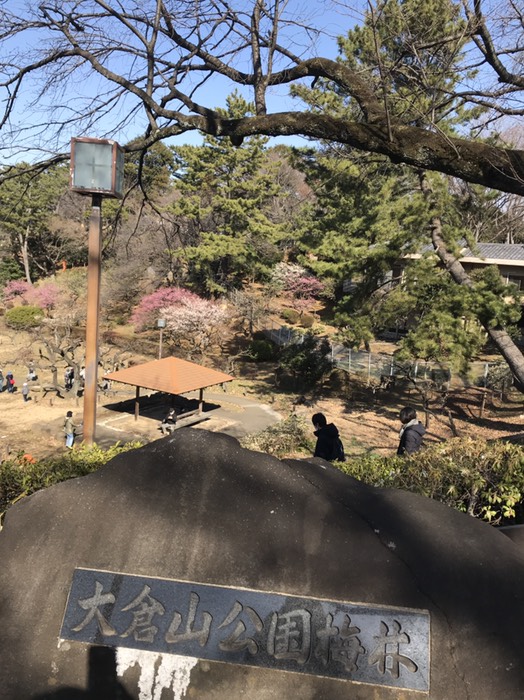 大倉山公園梅林