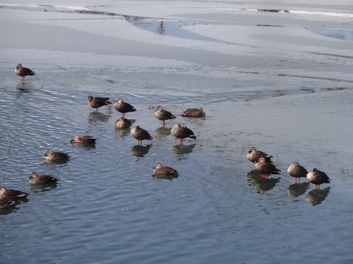 氷の上に立つ鳥さんたち