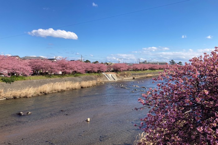 満開に近い！？