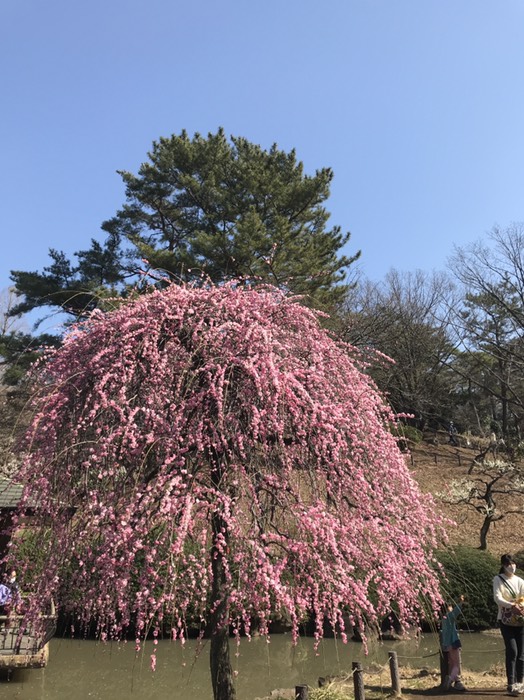 大倉山公園梅林