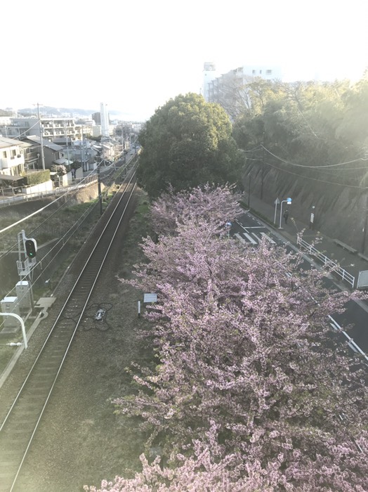 河津桜